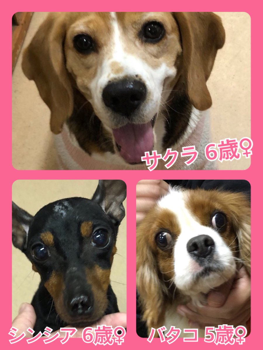🐾今日の里親様募集中ワンコ🐶メンバーです🐾2019,12,29